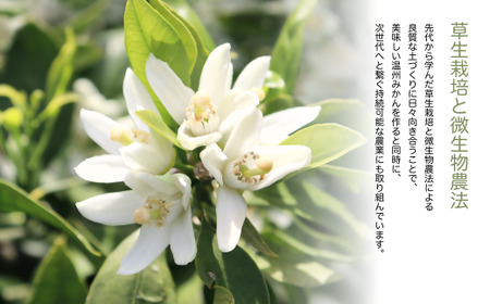 えがおみかん （南柑20号） 5kg みかん 蜜柑 ミカン くだもの 果物 フルーツ 愛媛県 温州みかん 【2026年12月上旬-2027年2月下旬発送】 （562-1）