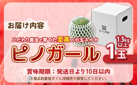 安心安全！減農薬！こだわり農法で育てた至高のピノガール (小玉スイカ) 1玉 (1.3kg以上)【2027年7月中旬以降発送】スイカ すいか フルーツ [A-21214]