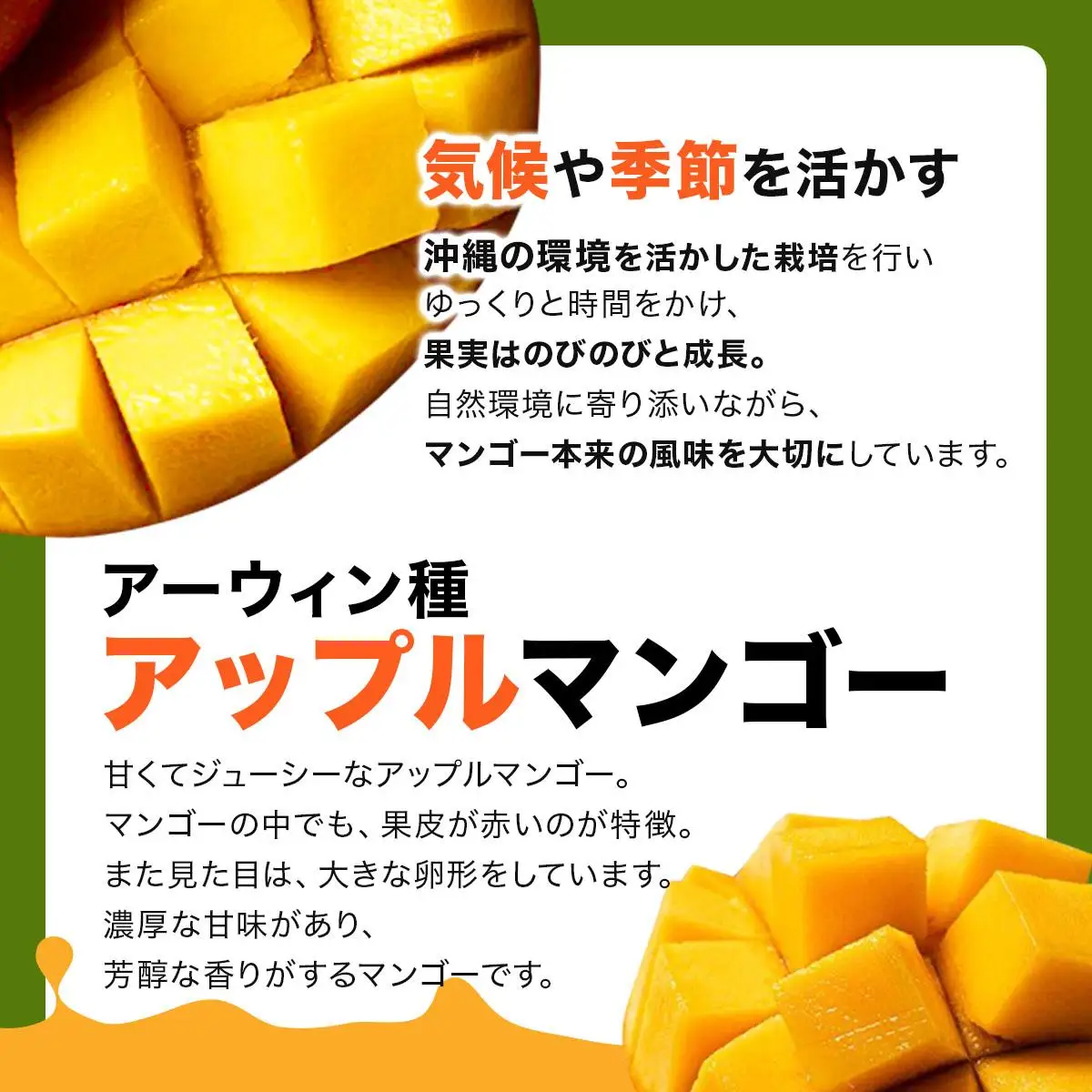 【2027年6月下旬より順次発送】★訳あり★沖縄県豊見城市産アップルマンゴー 約1.5kg｜マンゴー アップルマンゴー 訳あり わけあり フルーツ くだもの 果物 先行予約 数量限定 おきなわ 沖縄 沖縄フルーツ 豊見城市(DJ006)
