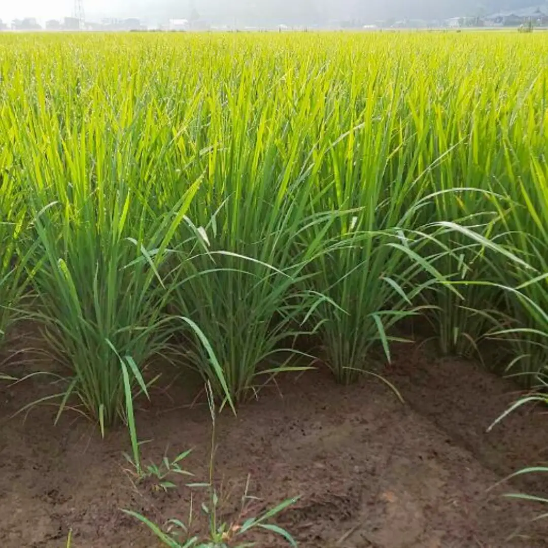 先行予約 新之助 10kg 新潟県産 令和8年 白米 [飯塚農園]