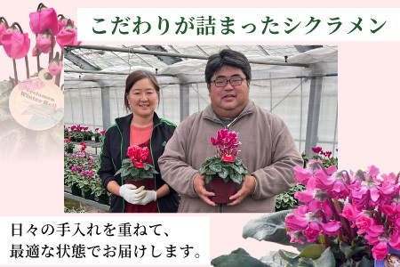 〈予約品〉受賞歴あり シクラメン ５号鉢 インディアカ 農林水産大臣賞受賞歴あり 花 ピンク 白 赤 プレゼント 贈り物 鉢花 鉢 ガーデン ガーデニング 愛知県産 クリスマス -224
