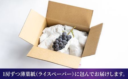 【先行受付2026年発送】東御市産 種なし巨峰約2kg（4～5房）　※9月上旬～10月上旬お届け