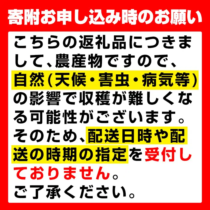 i1169 ≪数量・期間限定≫巨峰 (計約1kg) 国産 鹿児島 出水市 ぶどう ブドウ 果物 くだもの 巨峰 葡萄 旬 歯ごたえ 冷蔵 フルーツ グレープ 【山門ぶどう園】