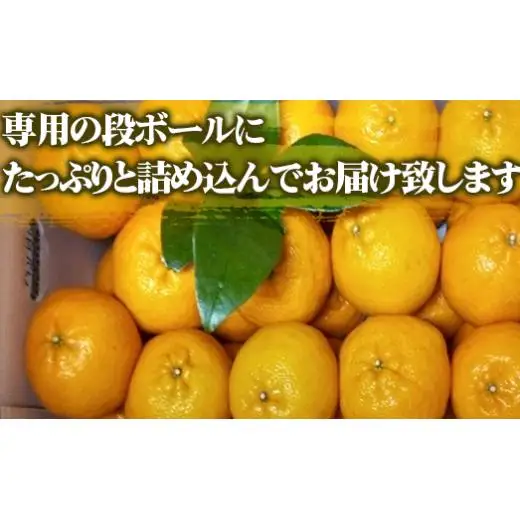 【 早期予約受付開始 】 立目産 ポンカン 10 kg 訳あり 2027年1月 下旬より順次発送 高知 須崎 KHN003