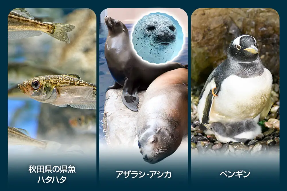男鹿水族館GAOペア入館券 2名分 秋田県 ガオ 日本海 ペア 利用券 入場券