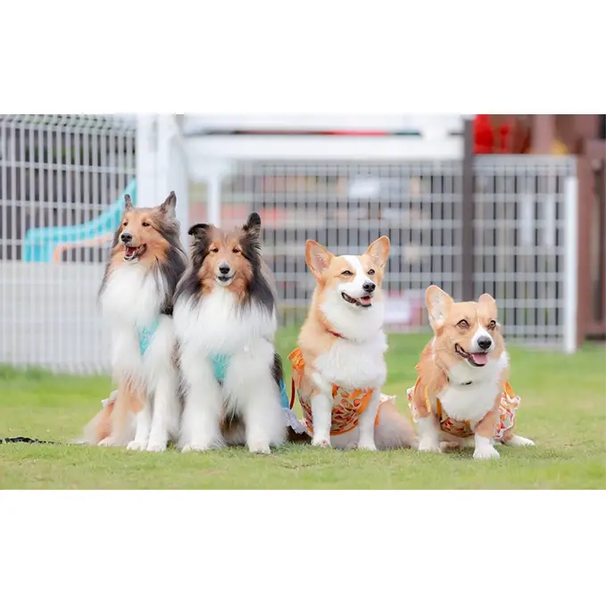 犬 おやつ 歯磨き 鹿 あばら骨 【肉付きスペアリブ 70g×5袋】7営業日以内最短発送 ストレス解消 森のジビエ 鹿肉 ペットフード 猫 愛犬 動物 犬 ドッグ ペット フード 餌 エサ おやつ 乾物 ごはん ご飯 間食 ご褒美 ペット関係