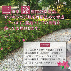 特産品 平戸ツツジ 紅石楠花 4本セット