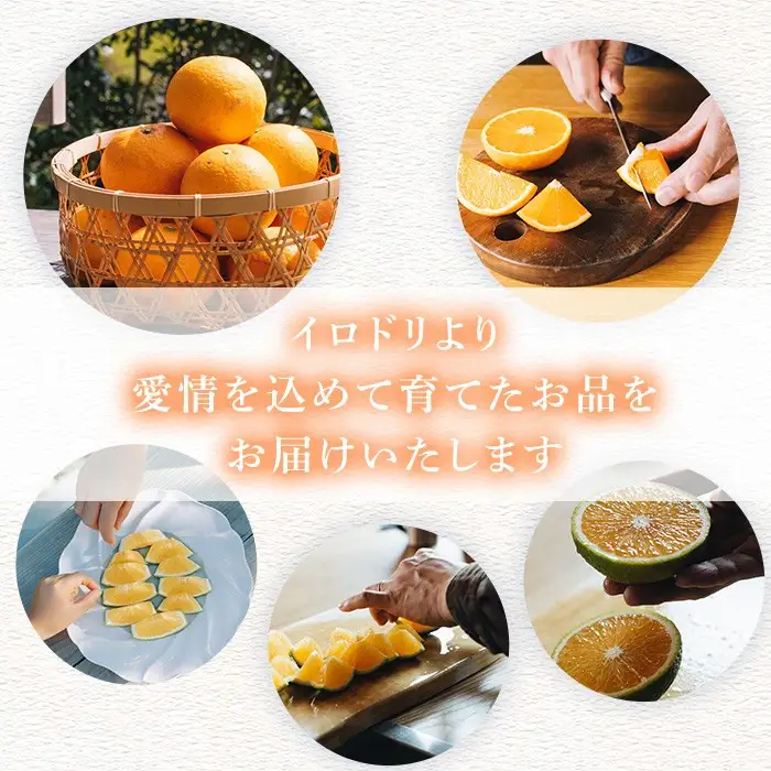 ＜先行予約受付中！2027年3月上旬以降順次発送予定＞ 数量限定！鹿児島県産 紅甘夏 (約20kg・M～2L) 柑橘 フルーツ 果物 国産 みかん 期間限定 数量限定 ベニアマナツ ミカン 旬 【株式会社土曜日】akn069-16