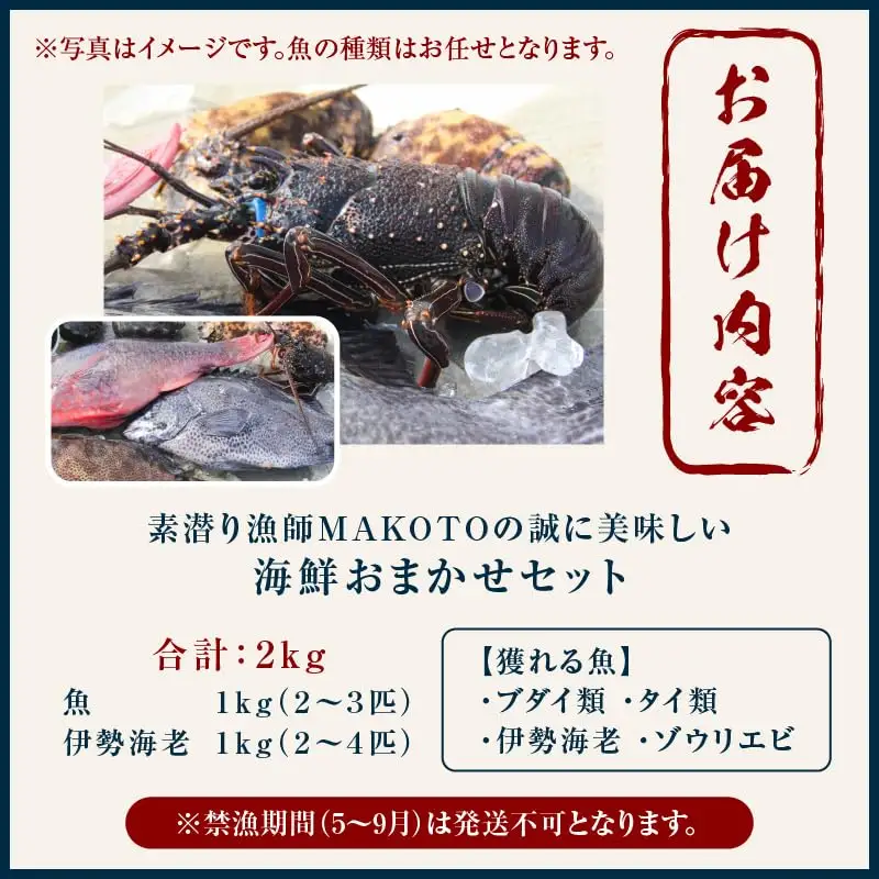 素潜り漁師 MAKOTO の誠に 美味しい 海鮮 おまかせ セット 2kg C074-002 魚介類 冷凍 伊勢海老 イセエビ 魚