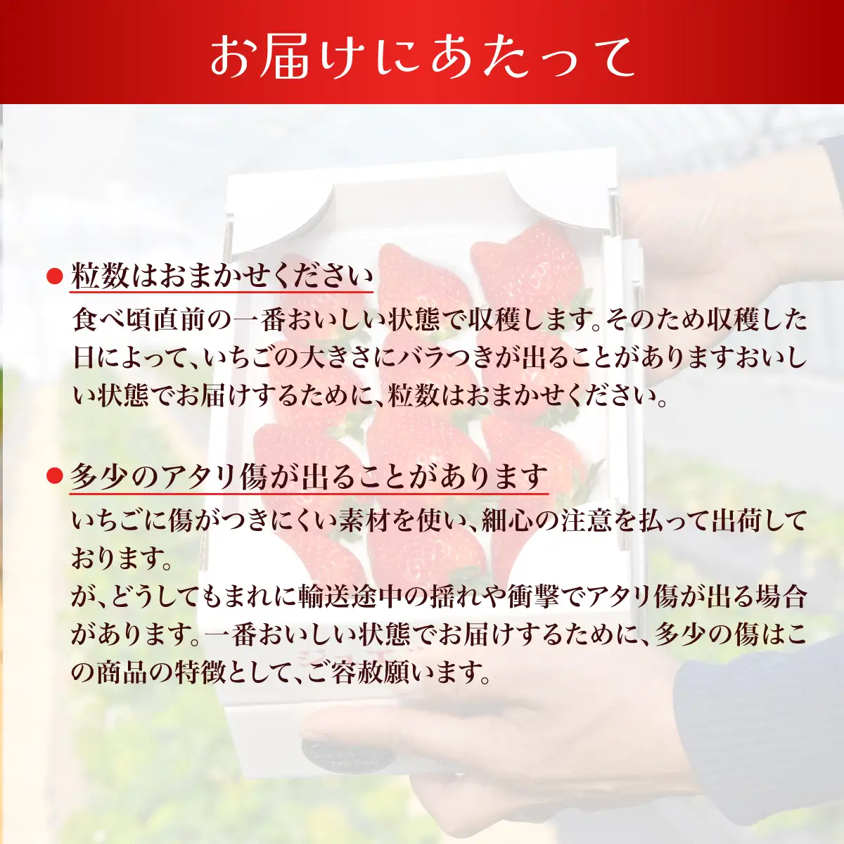 【先行予約】【1月下旬から発送】赤い宝石 おなぎ苺園のジュエルベリー 完熟いちご とちおとめ 約1kg（約500g×2） SMCO002