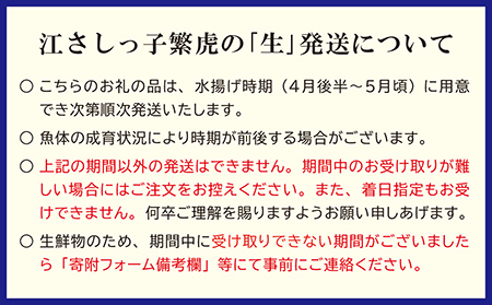 ＼予約完売！ありがとうございました／生発送！【1本まるごと】活〆・神経〆 北海道産 サーモン 約2.5kg  1尾　生食用　漁師直送　冷蔵便　日本海 かもめ島海面養殖　純国産 ブランドサーモン『江さしっ子 繁虎』　衝撃の口どけ　とろける脂　生食可　冷凍　トラウトサーモン　刺身　サーモンステーキ　カルパッチョ　海鮮　鮭　さけ　シャケ　しゃけ　さーもん