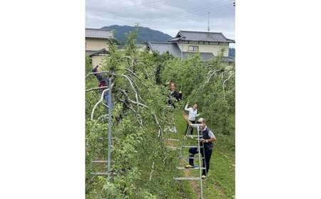 【先行予約 / 9月発送】 おまかせ フルーツ詰合せ 約5kg (目安：4～5種程度) 梨 りんご 洋ナシ ゆず 他