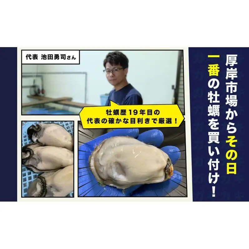 北海道厚岸産 生食用 殻付カキ Mサイズ  12個　マルえもん 魚貝類 海の幸 海のミルク 海鮮 国産 北海道産 オイスター つまみ お酒 あて 肴 生牡蠣 メルマガ掲載商品1