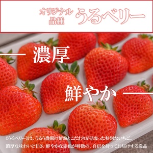 GF003_【2025年11月中旬～2026年4月発送】エクセレント400ｇ
