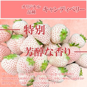 GF009_【2025年11月中旬～2026年4月発送】白いちごサイズ色々2パック