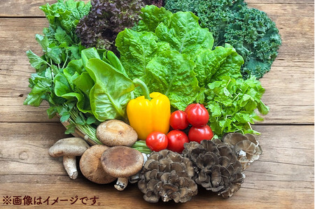 くりはら野菜セット（旬のおまかせ詰め合わせ  8～12品 ）