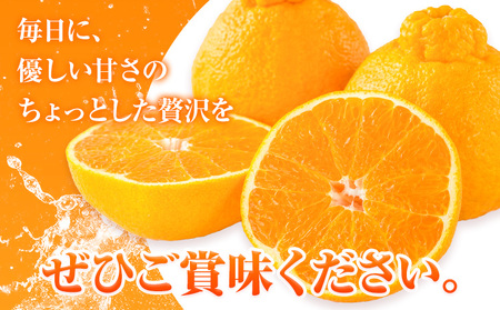 【先行予約】みかん 不知火 5kg 高橋商店　熊本県 苓北町 柑橘 かんきつ 果物 フルーツ しらぬい 送料無料