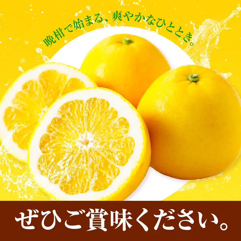 熊本 晩柑 10kg 高橋商店 天草晩柑