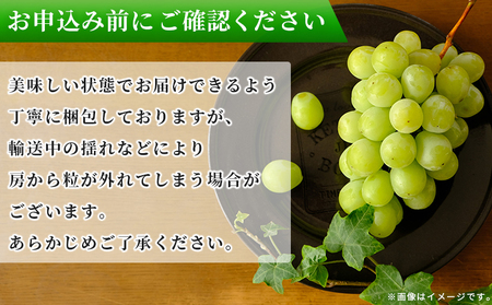 ＜シャインマスカット 家庭用 約2kg＞ 果物 くだもの フルーツ ぶどう 葡萄 ブドウ シャインマスカット しゃいんますかっと 3～5房 2キロ ご家庭用 種なし 甘い 皮ごと 特産品 宇都宮物産 愛媛県 西予市【冷蔵】『2026年9月中旬～10月上旬迄に順次出荷予定』UUB0079