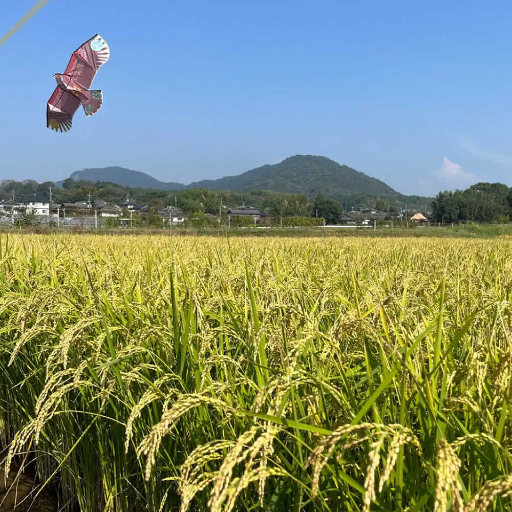 〈令和7年度産米〉 【先行予約】 【天日塩を使用】一鹿米 旭一号 米 玄米 10kg【株式会社 夢アグリ】 令和7年産 [ZCL017]