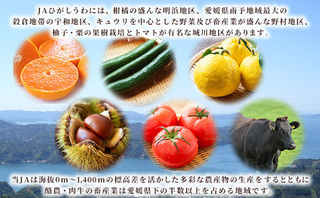 ＜令和7年産 コシヒカリ 玄米 30kg＞ 国産 R7 米 宇和米 げんまい お米 銘柄米 30キロ こしひかり 西予市産 宇和町産 産地直送 愛媛県産 ご飯 JAひがしうわ 東宇和農業協同組合 愛媛県 西予市【常温】『1か月以内に順次出荷予定』UHU0008