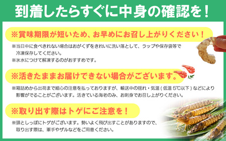 【期間限定】姫島産 活き車えび (養殖) 300g 常温配送 お歳暮ギフト 熨斗可 【宅配ボックス不可】 国産 海鮮 ギフト 刺身 焼き しゃぶしゃぶ A31