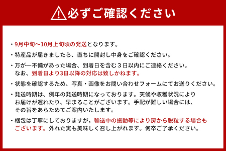 【2025年 先行予約】シャインマスカット大房 2房 大粒 皮ごと食べられる 葡萄 ぶどう 果物 グレープ 贈答用 家庭用 フルーツギフト スイーツ用 お取り寄せ 予約限定 産地直送 冷蔵 茨城県 石岡市(A38-001)