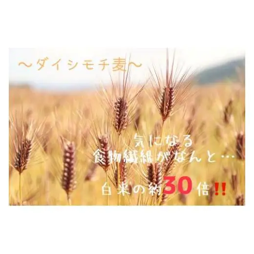 ダイシモチ麦麺セット_Z2600130