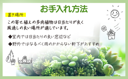 自家生産 多肉植物の寄せ植え Mサイズ 多肉植物 pk-0005