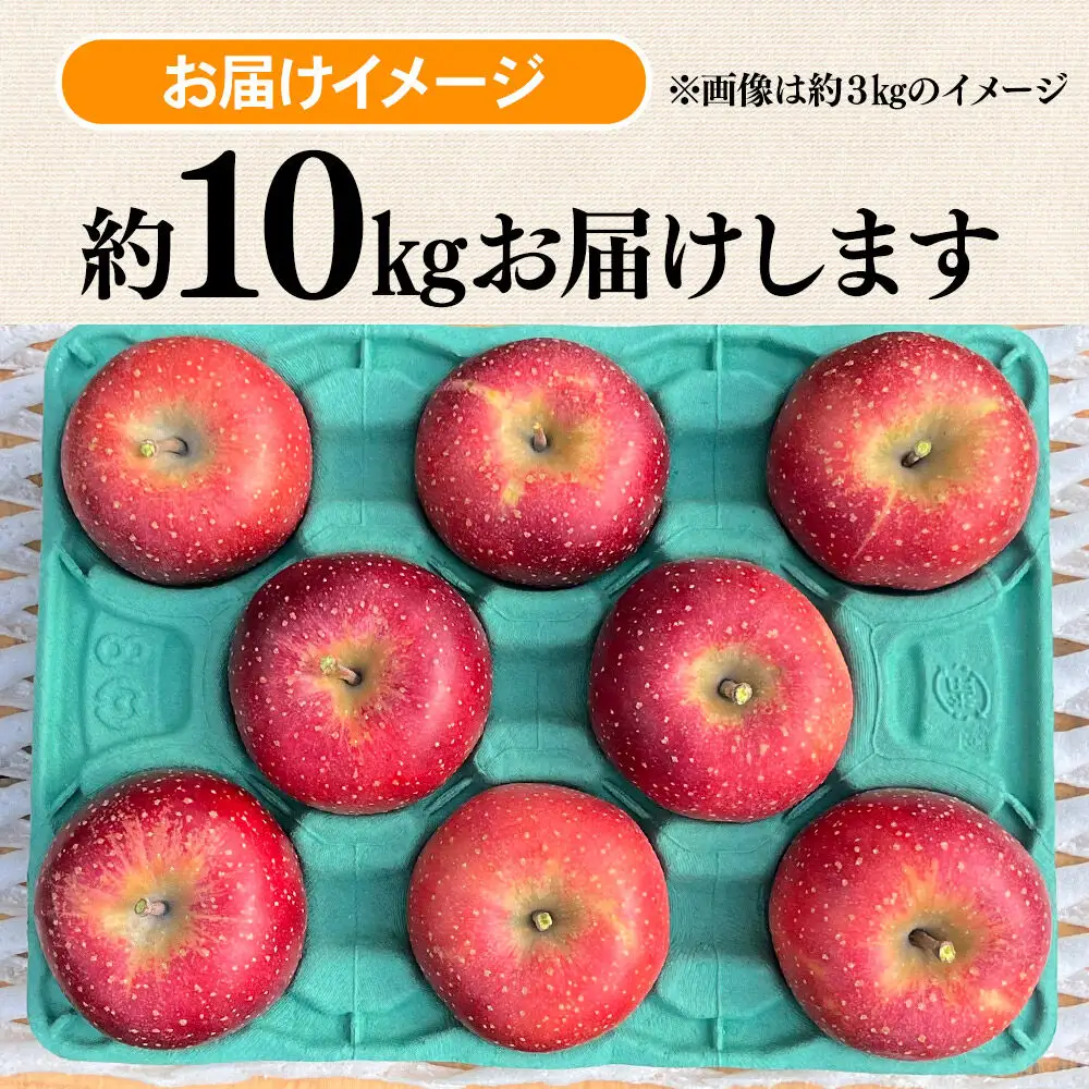 【26年10月下旬～発送】りんご 千雪 約10kg カワムラファーム【贈答用】青森 果物 フルーツ 林檎 リンゴ くだもの