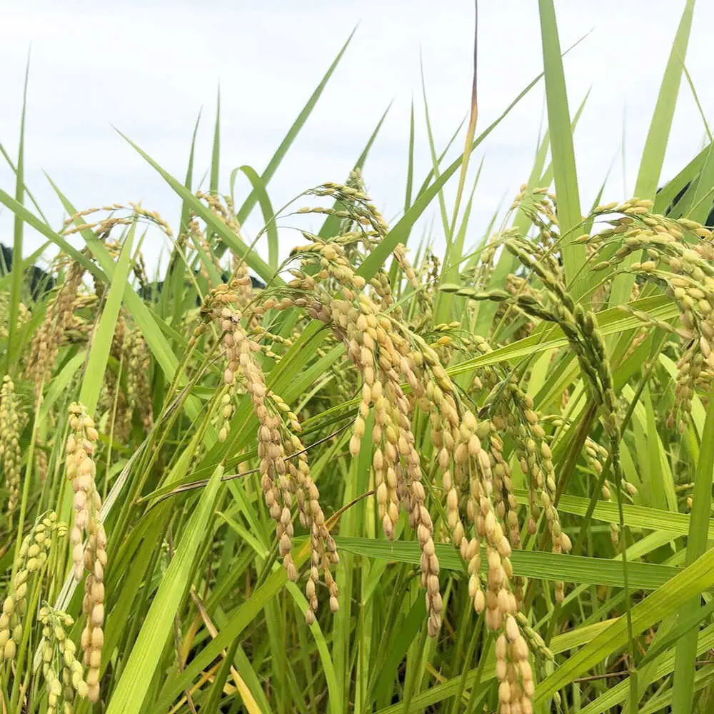 ＜令和7年産＞ コシヒカリ 5kg 白川町 / 健康農園[AWBW001]