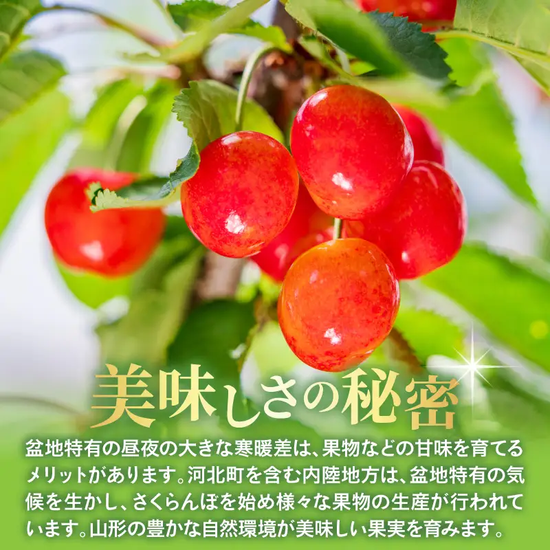 定期便 2回 さくらんぼ 佐藤錦 紅秀峰 各1kg 令和9年産 定期便