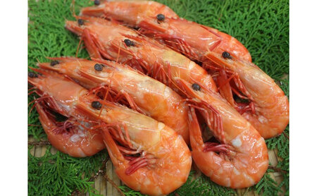 えび 淡路島産 アシアカエビ 800g 天然 えび