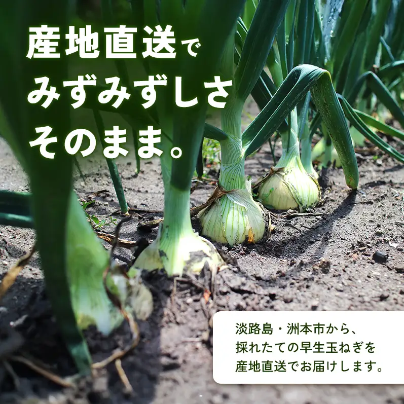 ふれあい市の会 早生 玉ねぎ 5kg タマネギ オニオン 野菜 旬 甘い 淡路島 洲本市