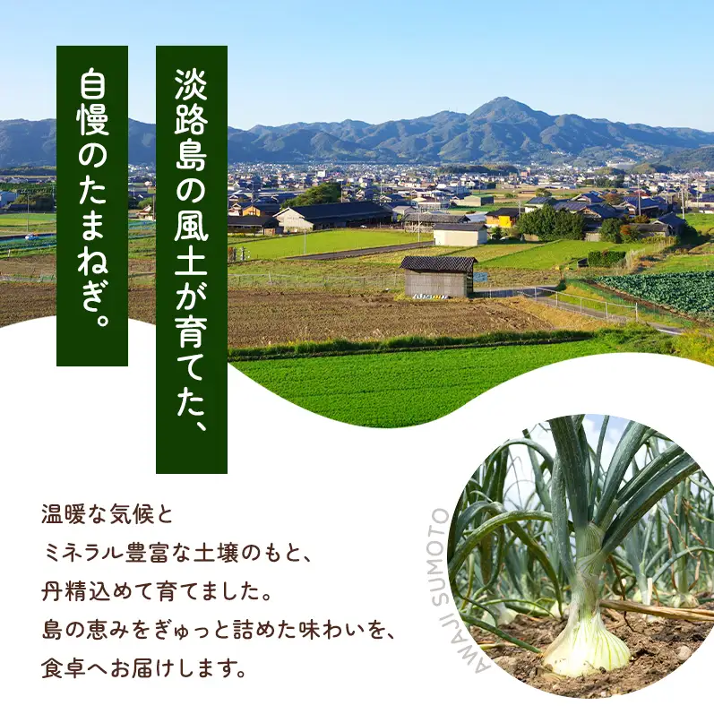 新玉ねぎ 淡路島産 8kg 島の里 甘い 新玉ねぎ
