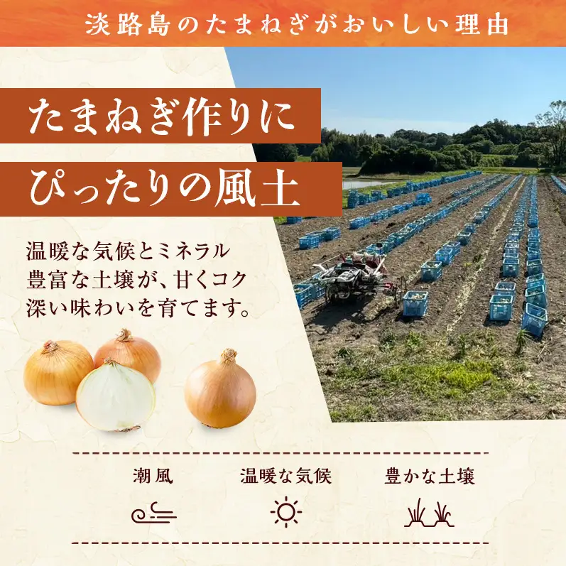 玉ねぎ 淡路島産 10kg スープ 肉じゃが 玉ねぎ