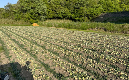 新玉ねぎ 淡路島産 10kg 甘い みずみずしい 新玉ねぎ