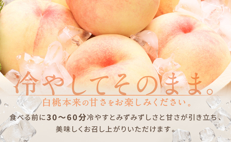 桃 2027年 先行予約 白桃 5玉 合計約1.3kg もも モモ 岡山県産 国産 フルーツ 果物 ギフト