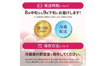 【先行予約 2027年収穫分】ルビーロマン 1房 約350g（お試しサイズ）｜ ぶどう ぶどう