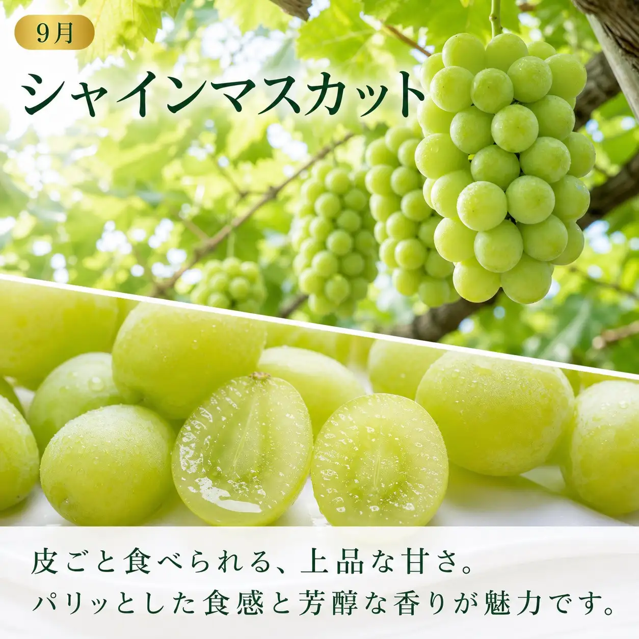 定期便 8・9月発送 紀州有田産旬のぶどうセット（種なし巨峰・シャインマスカット）