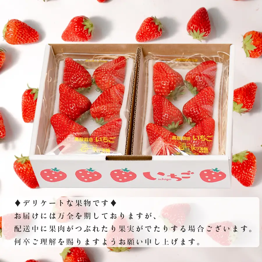 いちご 紅ほっぺ 約720g 苺 イチゴ 新鮮 とれたて 朝採れ