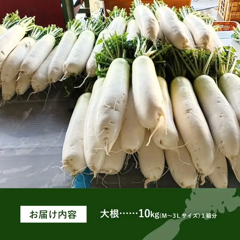 【きあり農園】2026年度 幸手市産 大根 10kg - 朝採れ ダイコン だいこん 産地直送 野菜 ベジタブル 美味しい おいしい 煮物 鍋 おでん おすすめ 送料無料 埼玉県 幸手市