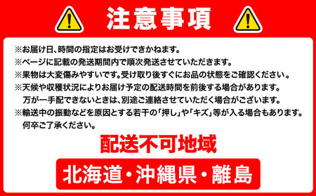 【2027年先行予約】瀬戸ジャイアンツ 2房 (1房480g以上) 合計約1kg 化粧箱入り
