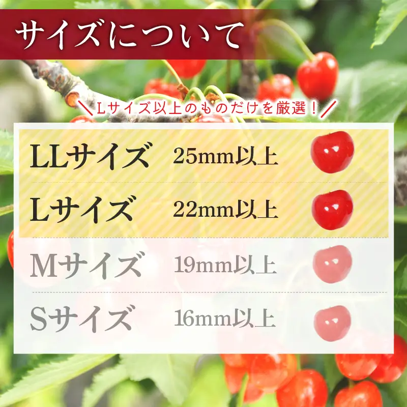 FYN6-609 ≪2027年先行予約≫山形県産 品種おまかせ さくらんぼ(佐藤錦・紅秀峰など) 400g 秀品 L以上 バラパック詰め 2027年6月中旬から順次発送 果物 くだもの フルーツ サクランボ チェリー 贈答 贈り物 ギフト プレゼント 自宅 家庭 産地直送 山形県 西川町 月山