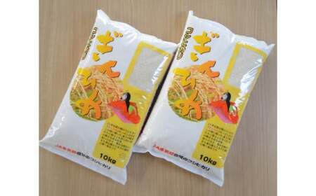 コシヒカリ「ぎんひめ」20㎏ (10㎏×2 ) 多気郡産 米 コメ 精米 白米 10kg 20kg 国産 ごはん 人気 おすすめ こしひかり 三重県 多気町 JA‐09