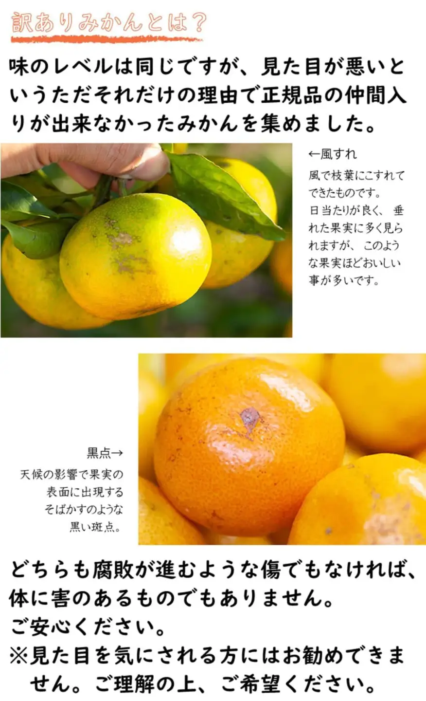 【極早生みかん】6.5kg 小玉サイズ 和歌山県産 2026年10月より農家直送 日南早生みかんなど［Mg40］