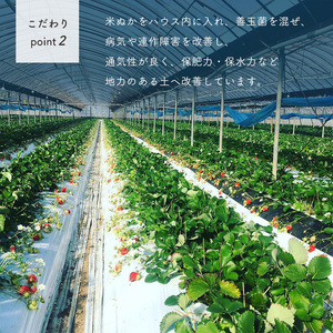 熊本 たまな産 イチゴ 恋みのり 約1000g （ 250g × 4パック ） | フルーツ 果物 くだもの 果実 苺 いちご ベリー ストロベリー  熊本県 玉名市