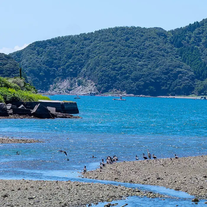  大分県産 くろめのお味噌汁 (25食) くろめ 海藻 味噌汁 味噌 小分け 国産 常温 防災 非常食 インスタント 【opbf001】【安部水産】