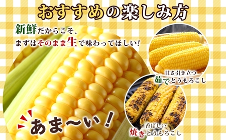 北海道 とうもろこし 恵味ゴールド 約5kg 10本入り 2026年8月11日～8月末頃お届け トウモロコシ コーン 甘い 産地直送 BBQ とうきび 国産 人気 バーベキュー お取り寄せ 北海道産 洞爺湖町 小野寺農園