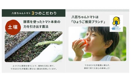 パスタソース 本格トマト味 八百ちゃんトマトパスタソース【120g×2本】【定期便全4回】